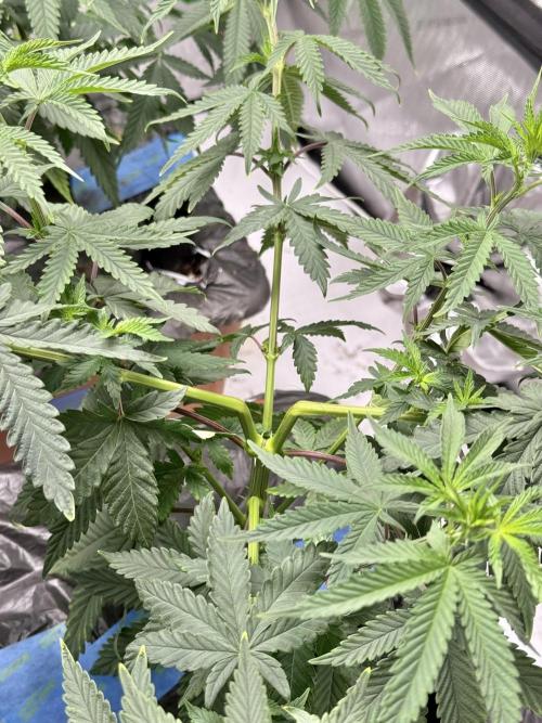 Twenty20 Mendocino - Snowday. Week 9