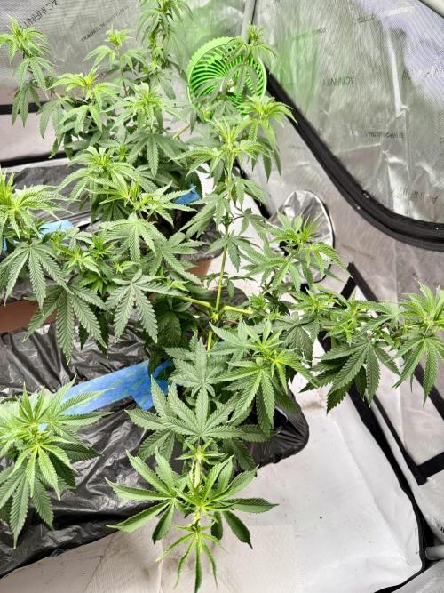 Twenty20 Mendocino - Snowday. Week 9