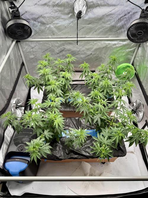 Twenty20 Mendocino - Snowday. Week 9