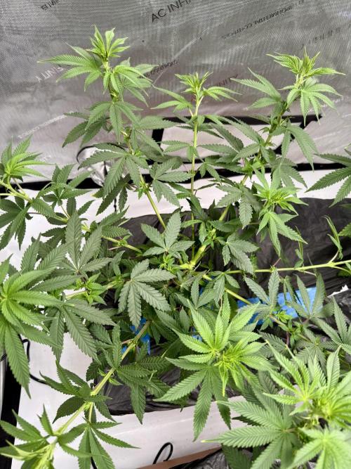 Twenty20 Mendocino - Snowday. Week 9