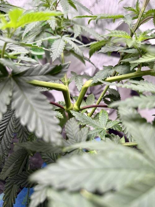 Twenty20 Mendocino - Snowday. Week 9