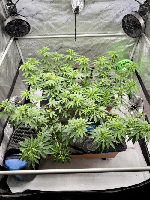 Twenty20 Mendocino - Snowday. Week 9