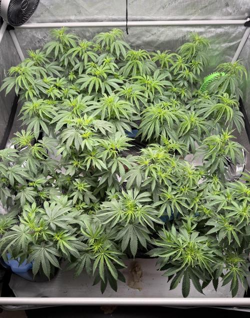 Twenty20 Mendocino - Snowday. Week 10