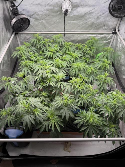 Twenty20 Mendocino - Snowday. Week 10