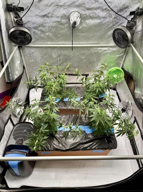 Twenty20 Mendocino - Snowday. Week 10