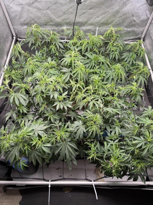 Twenty20 Mendocino - Snowday. Week 11