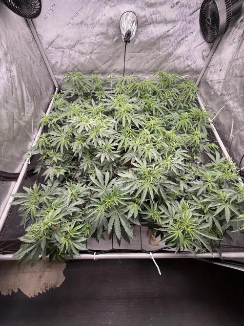 Twenty20 Mendocino - Snowday. Week 11