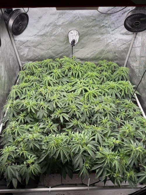 Twenty20 Mendocino - Snowday. Week 12