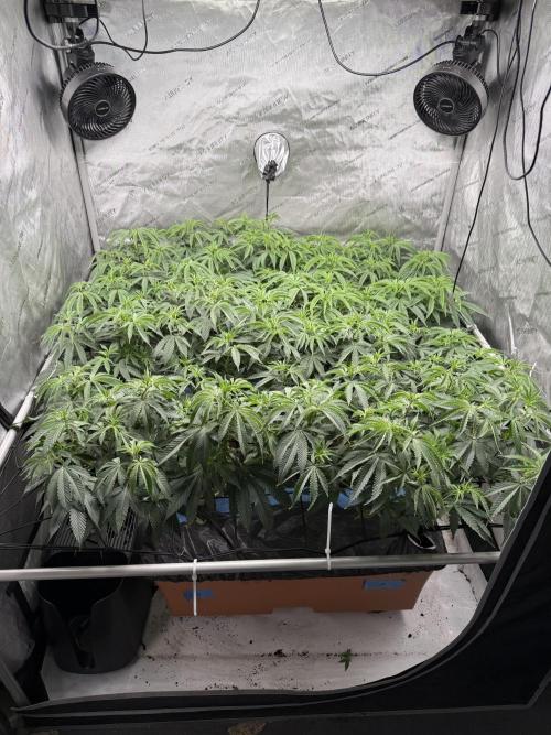 Twenty20 Mendocino - Snowday. Week 12