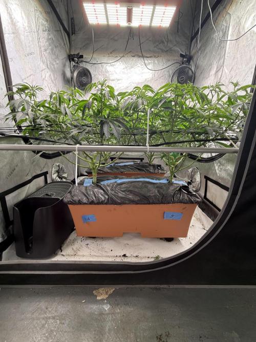 Twenty20 Mendocino - Snowday. Week 12