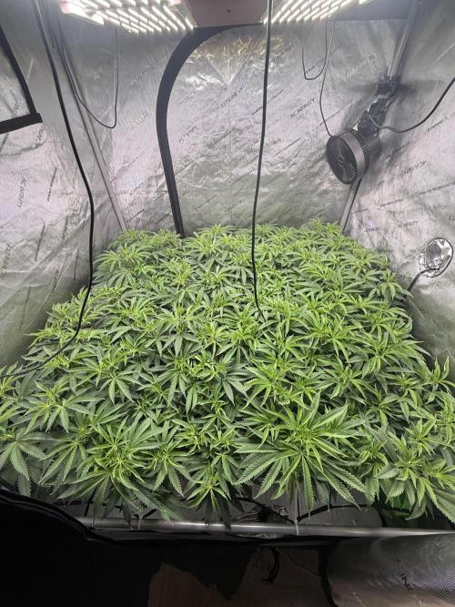 Twenty20 Mendocino - Snowday. Week 13