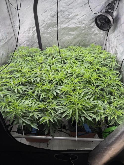 Twenty20 Mendocino - Snowday. Week 13