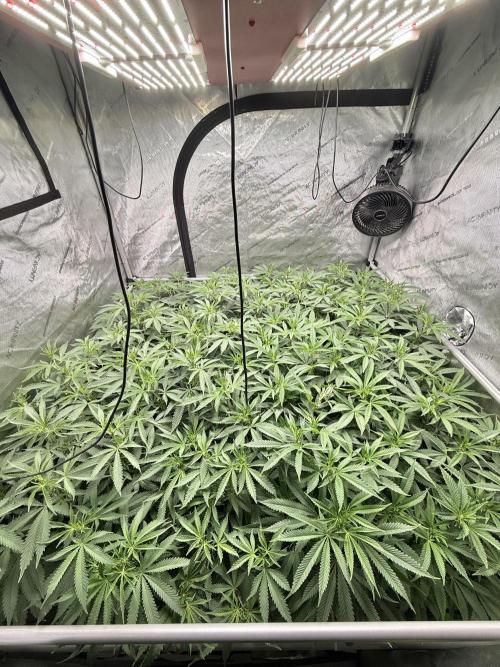 Twenty20 Mendocino - Snowday. Week 14