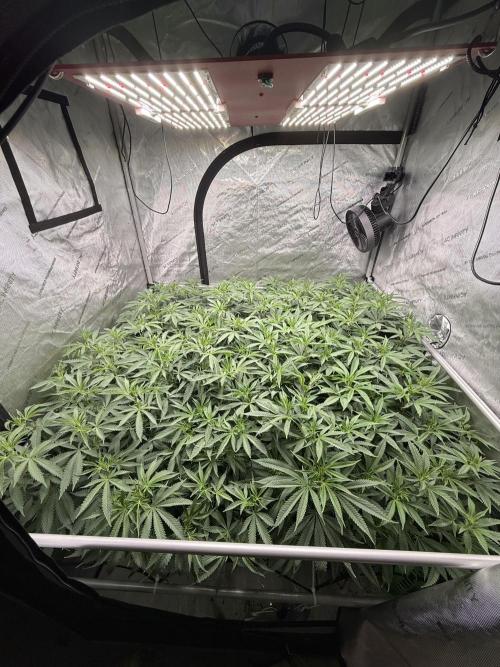 Twenty20 Mendocino - Snowday. Week 14