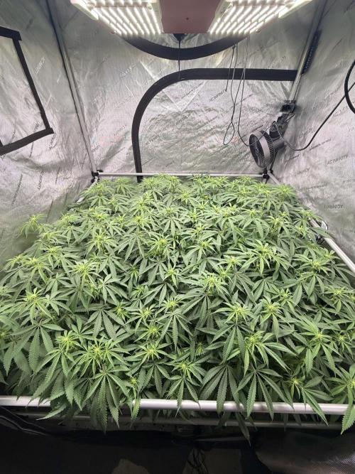 Twenty20 Mendocino - Snowday. Week 15