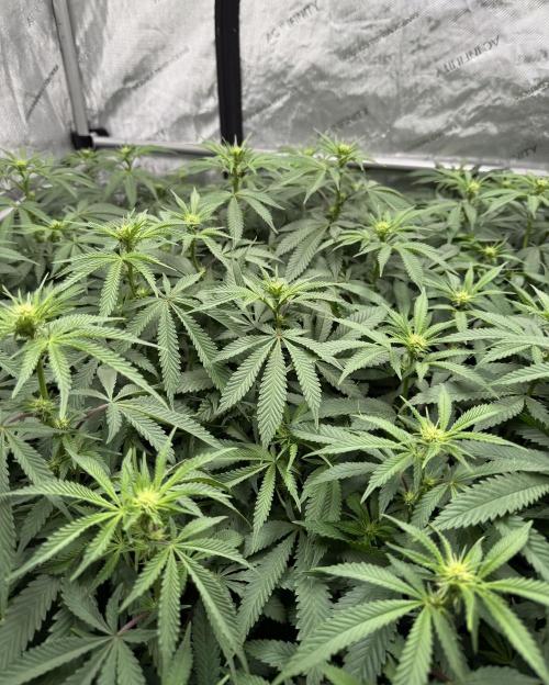 Twenty20 Mendocino - Snowday. Week 15