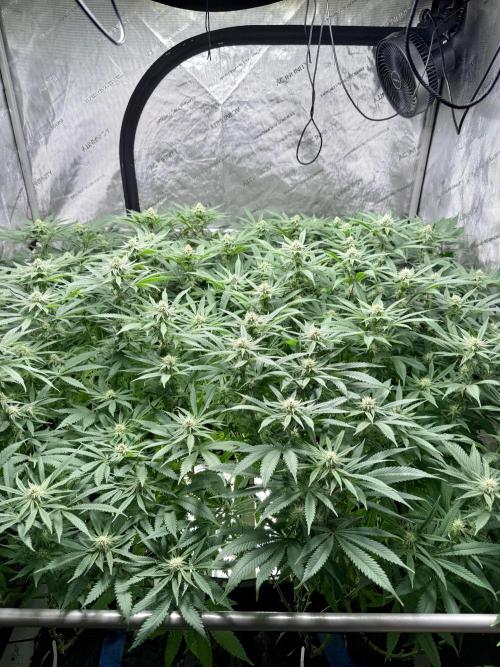 Twenty20 Mendocino - Snowday. Week 16
