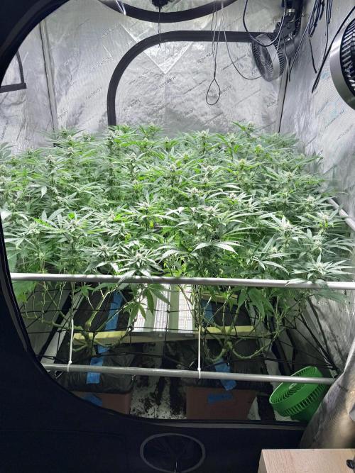 Twenty20 Mendocino - Snowday. Week 16