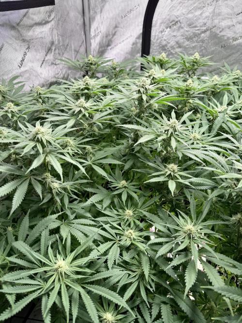 Twenty20 Mendocino - Snowday. Week 16