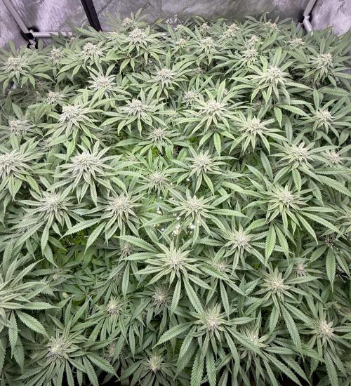 Twenty20 Mendocino - Snowday. Week 17