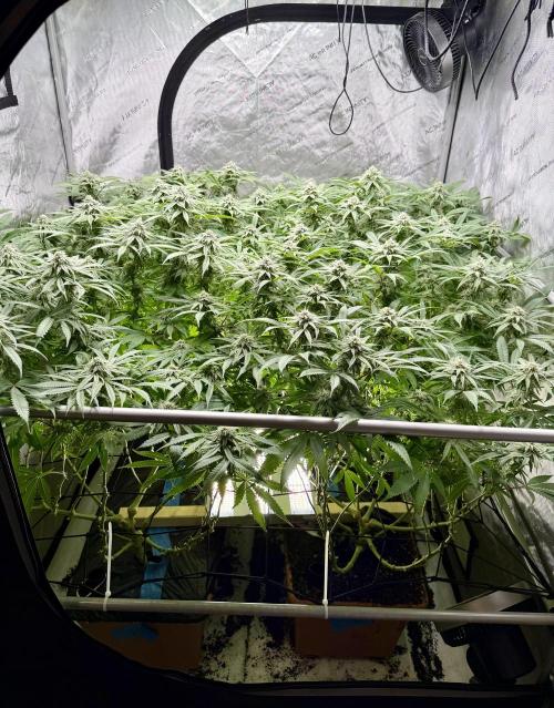 Twenty20 Mendocino - Snowday. Week 17