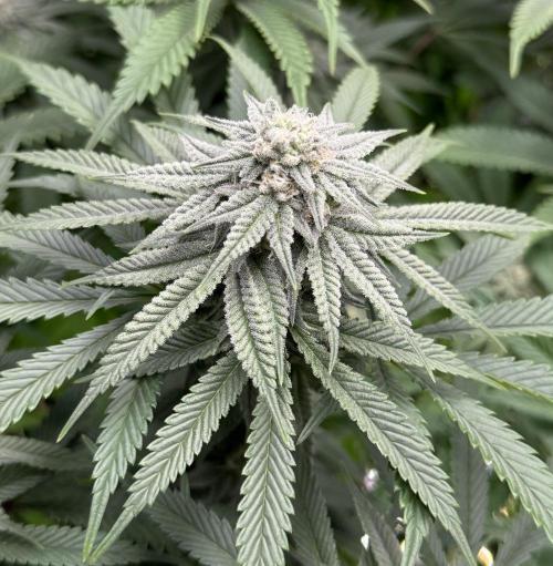 Twenty20 Mendocino - Snowday. Week 17