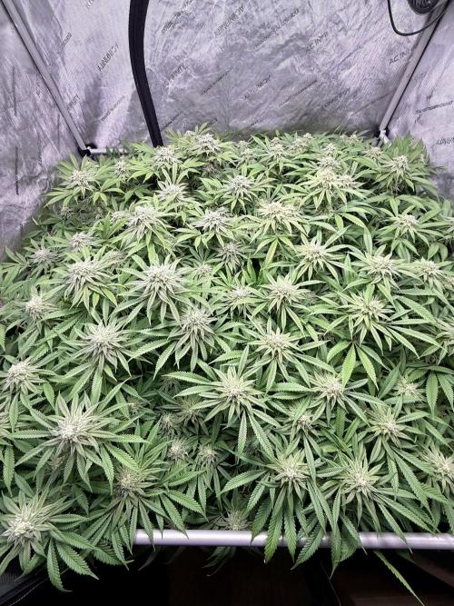 Twenty20 Mendocino - Snowday. Week 18