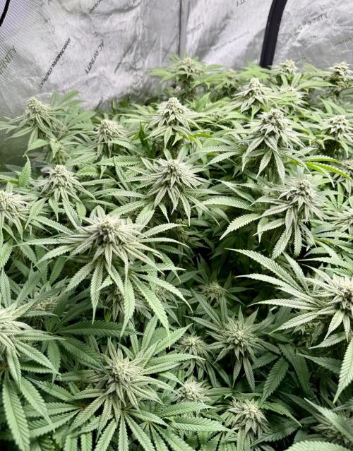 Twenty20 Mendocino - Snowday. Week 18