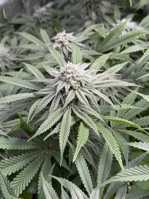 Twenty20 Mendocino - Snowday. Week 18