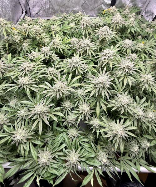 Twenty20 Mendocino - Snowday. Week 19