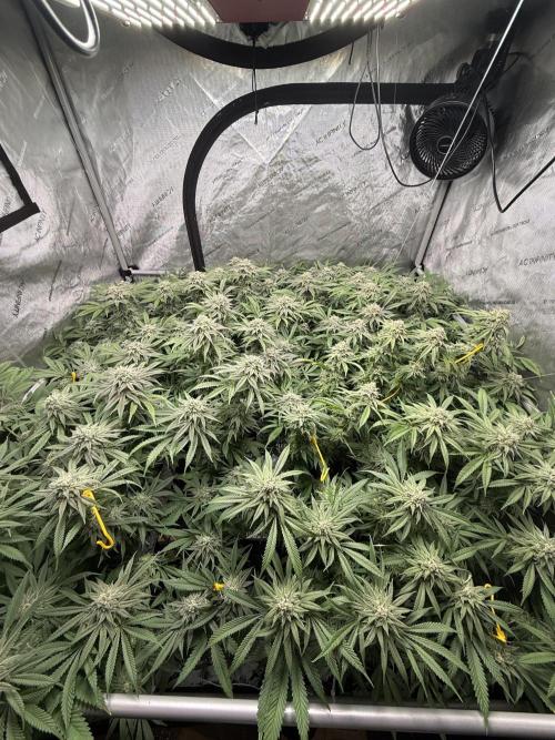 Twenty20 Mendocino - Snowday. Week 19