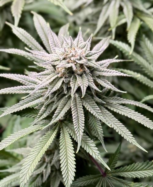 Twenty20 Mendocino - Snowday. Week 19