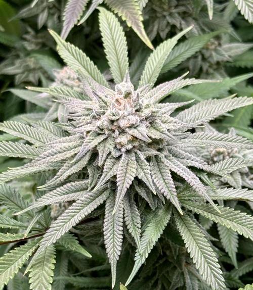 Twenty20 Mendocino - Snowday. Week 19