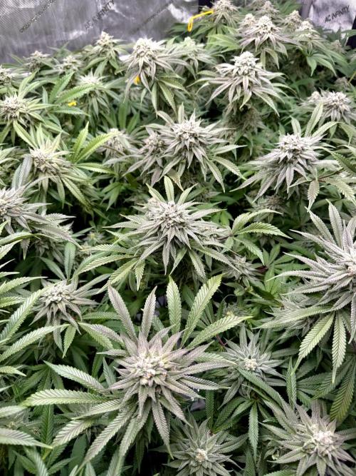Twenty20 Mendocino - Snowday. Week 19