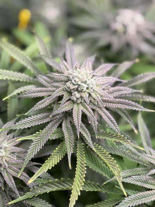 Twenty20 Mendocino - Snowday. Week 20