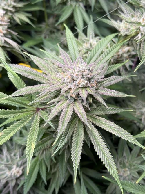 Twenty20 Mendocino - Snowday. Week 20