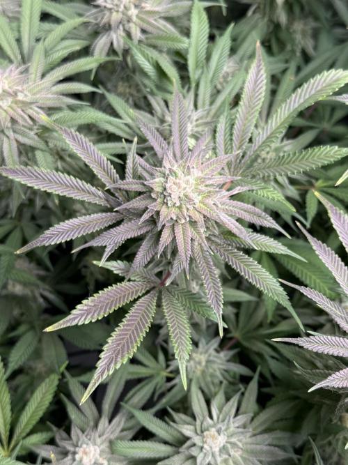 Twenty20 Mendocino - Snowday. Week 20