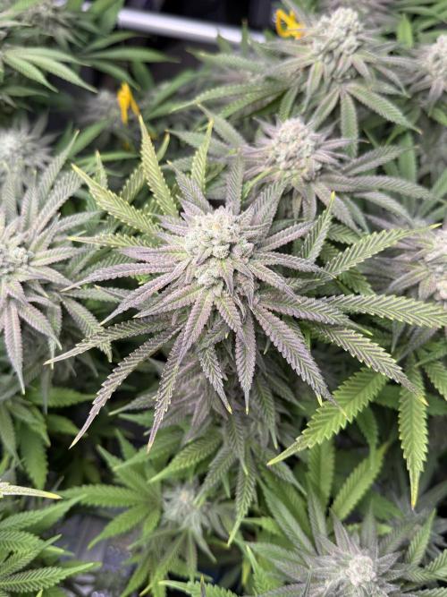 Twenty20 Mendocino - Snowday. Week 20