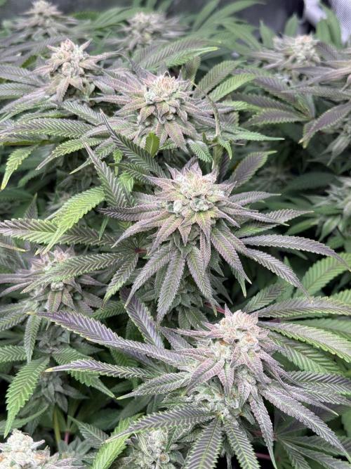 Twenty20 Mendocino - Snowday. Week 20