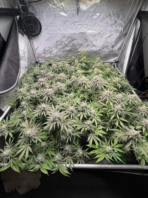 Twenty20 Mendocino - Snowday. Week 20