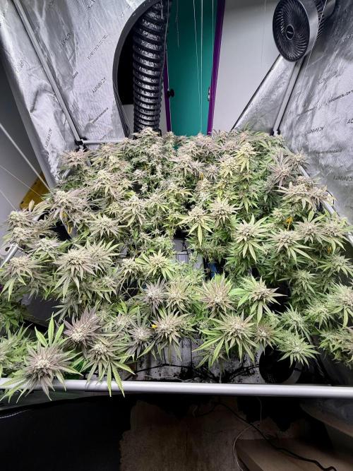 Twenty20 Mendocino - Snowday. Week 21