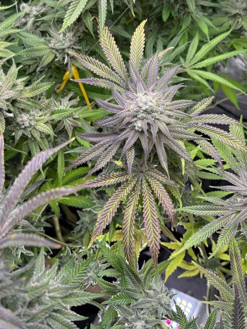 Twenty20 Mendocino - Snowday. Week 21