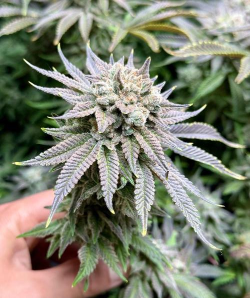 Twenty20 Mendocino - Snowday. Week 21