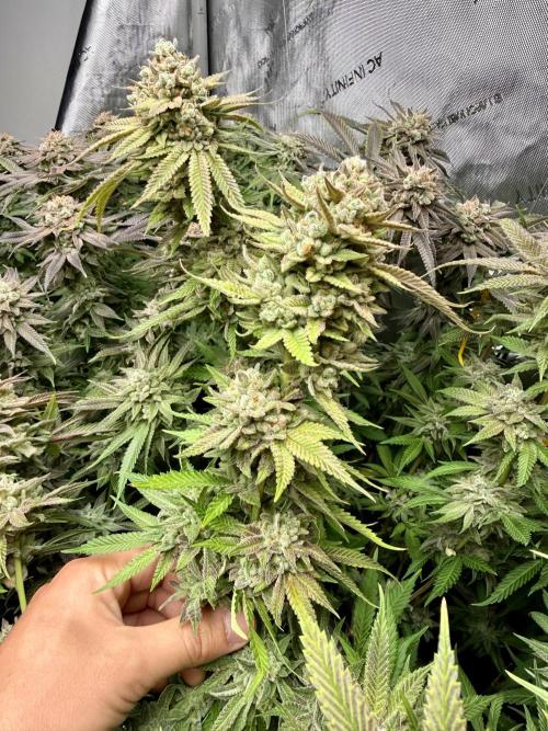 Twenty20 Mendocino - Snowday. Week 21