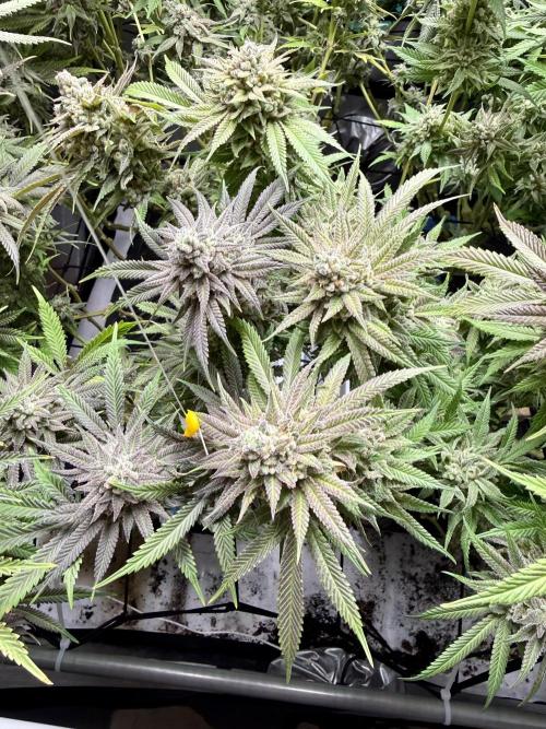 Twenty20 Mendocino - Snowday. Week 21