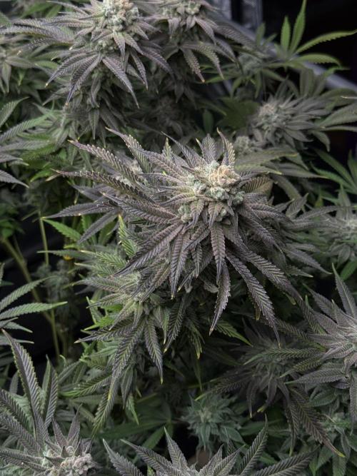 Twenty20 Mendocino - Snowday. Week 21