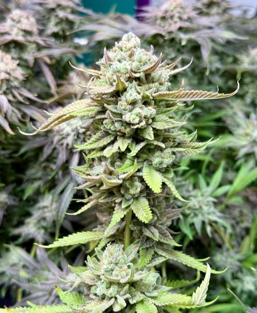 Twenty20 Mendocino - Snowday. Week 22