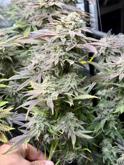 Twenty20 Mendocino - Snowday. Week 22
