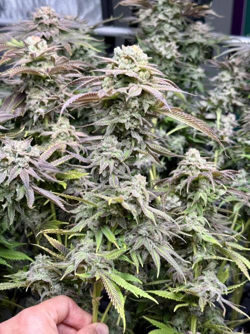 Twenty20 Mendocino - Snowday. Week 22