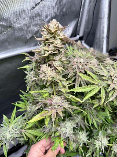 Twenty20 Mendocino - Snowday. Week 22